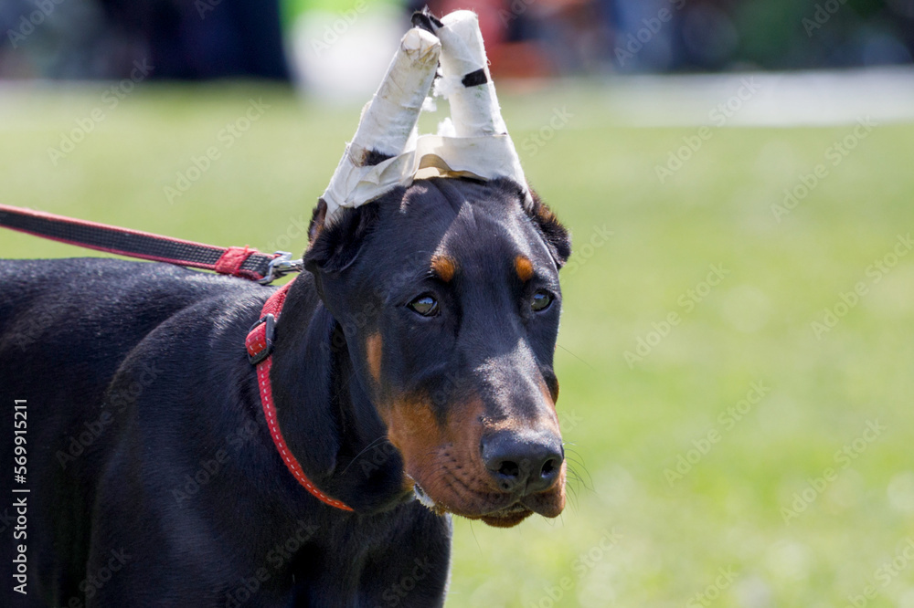 Doberman dog with wrapped ears. ear cupping in animals Stock Photo