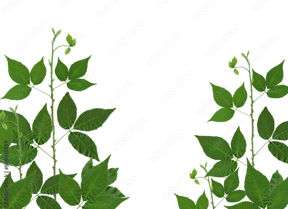 Fototapeta premium green leaf isolated on white background