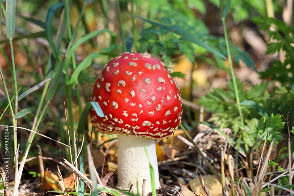 Red with white dots fly agaric mushroom Red with white dots fly agaric mushroom