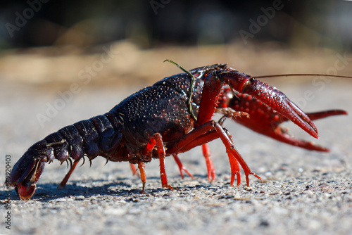 Red American crayfish in the Zuidplaspolder where they cause nuisance as a native species photo