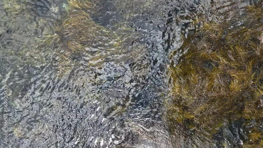 Seaweed and bull kelp growing on rocks in the ocean in australia. Waves moving seaweed over rock and flowing with the tide in Japan. Seaweed farm Seaweed and bull kelp growing on rocks in the ocean in australia. Waves moving seaweed over rock and flowing with the tide in Japan. Seaweed farm