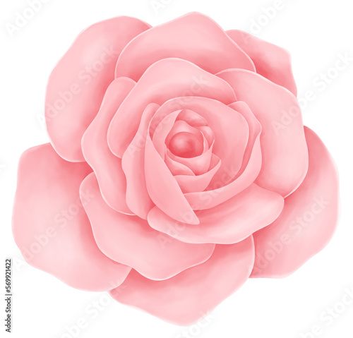 Pink rose flower PNG File