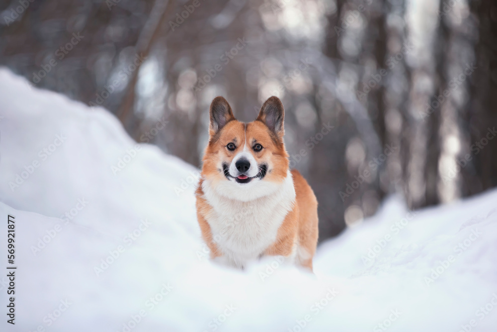 cute smiling dog corgi pembroke stands in a snowy park