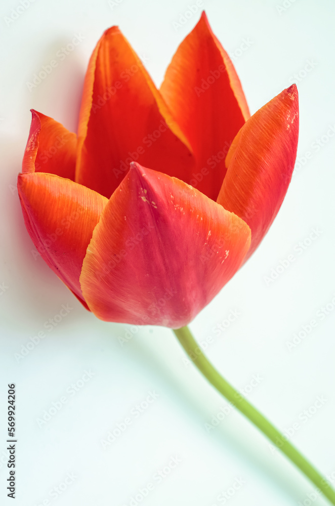 Delicate spring flowers close-up. Tulip. Delicate spring flowers close-up. Tulip.