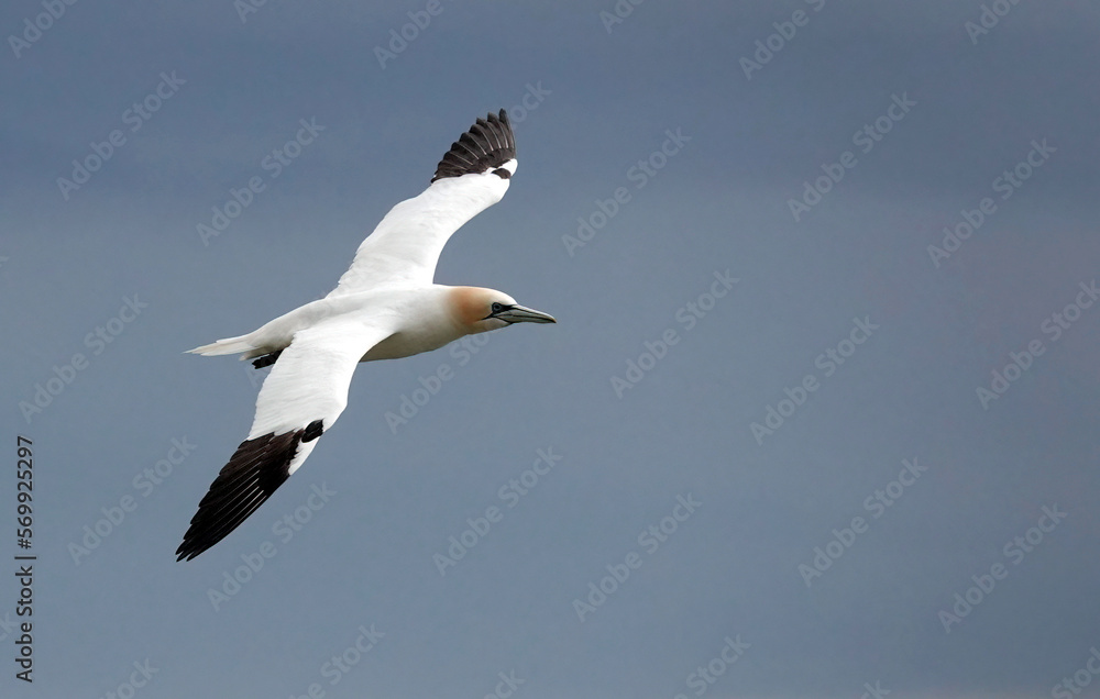 A northern gannet soaring through the air above the ocean. A northern gannet soaring through the air above the ocean.