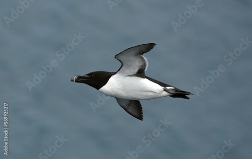 A razorbill in flight above the ocean. 