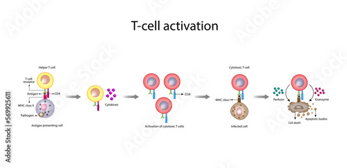 T-Cell activation diagram, helper T-cell and cytotoxic T-cell vector illustration