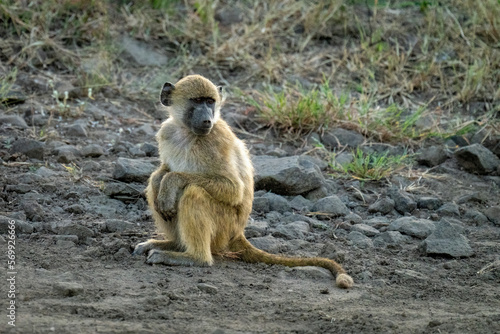 Chacma baboon sits resting paws on knees © Nick Dale