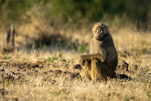 Chacma baboon sits watching camera turning head