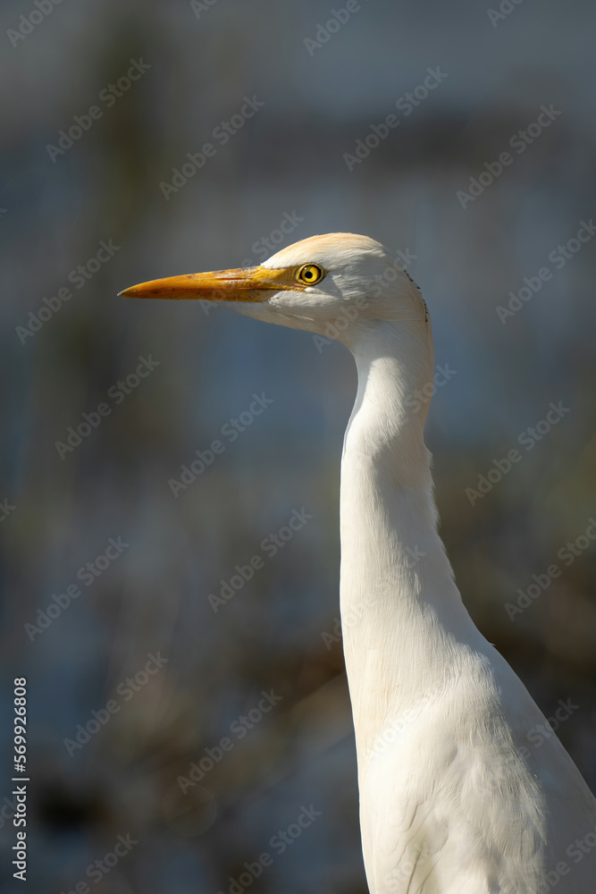 Close-up of cattle egret head and neck Close-up of cattle egret head and neck