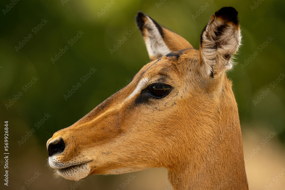 Close-up of female common impala in profile