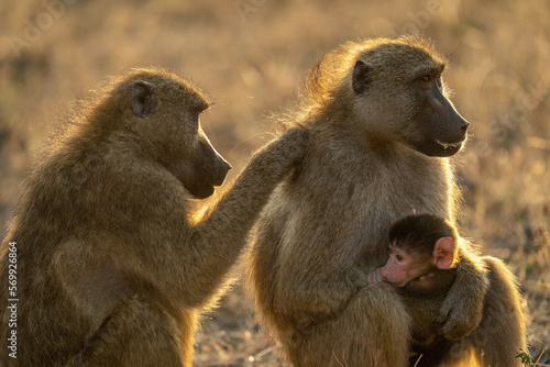 Close-up of baboon grooming another with baby photo