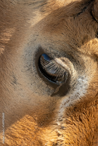 Close-up of eye of male common impala