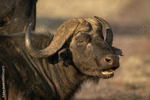 Close-up of Cape buffalo standing opening mouth