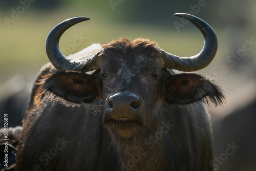 Close-up of Cape buffalo staring toward camera