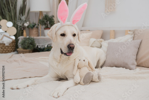 A dog in a rabbit costume lies against a gray background. Golden retriever celebrating Easter wearing bunny ears