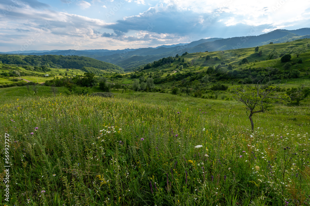 sunset over green meadows and mountains with a meadow and a tree in the middle of Romania