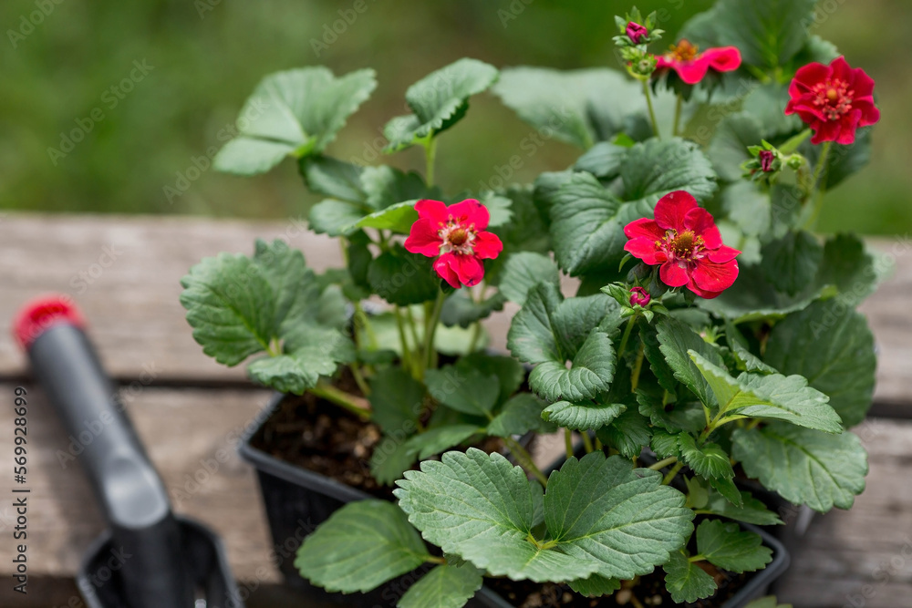 Soil with a young strawberry plant with red flowers. Fragaria variety. Planting seedlings in the ground. There is a spatula nearby. The concept of agriculture and harvesting. Close-up. Soil with a young strawberry plant with red flowers. Fragaria variety. Planting seedlings in the ground. There is a spatula nearby. The concept of agriculture and harvesting. Close-up.