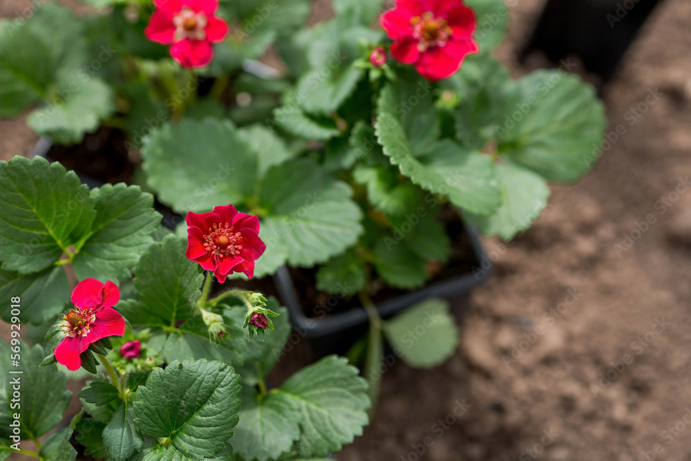 Soil with a young strawberry plant with red flowers. Fragaria variety. Planting seedlings in the ground. There is a spatula nearby. The concept of agriculture and harvesting. Close-up. Soil with a young strawberry plant with red flowers. Fragaria variety. Planting seedlings in the ground. There is a spatula nearby. The concept of agriculture and harvesting. Close-up.