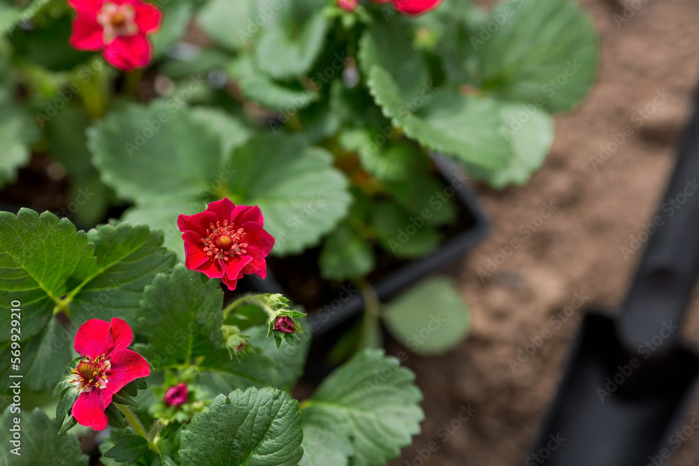 Soil with a young strawberry plant with red flowers. Fragaria variety. Planting seedlings in the ground. There is a spatula nearby. The concept of agriculture and harvesting. Close-up. Soil with a young strawberry plant with red flowers. Fragaria variety. Planting seedlings in the ground. There is a spatula nearby. The concept of agriculture and harvesting. Close-up.