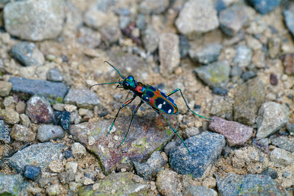 東京で撮影したハンミョウ(Japanese tiger beetle/ Cicindela japonica) 東京で撮影したハンミョウ(Japanese tiger beetle/ Cicindela japonica)