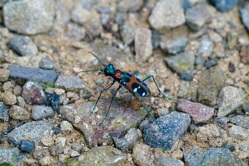 東京で撮影したハンミョウ（Japanese tiger beetle/ Cicindela japonica)