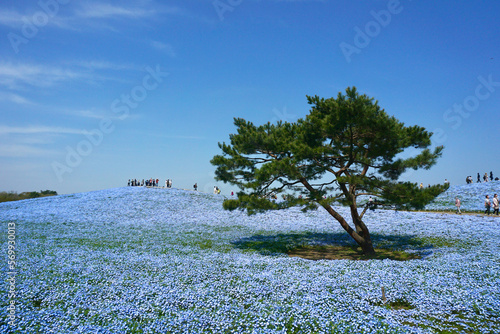 Signature of tree and blue sky and Nemophila flower with tourist at background in Hitachi park, Hitachinaka, Ibaraki, Japan, famous blossom blooming festival