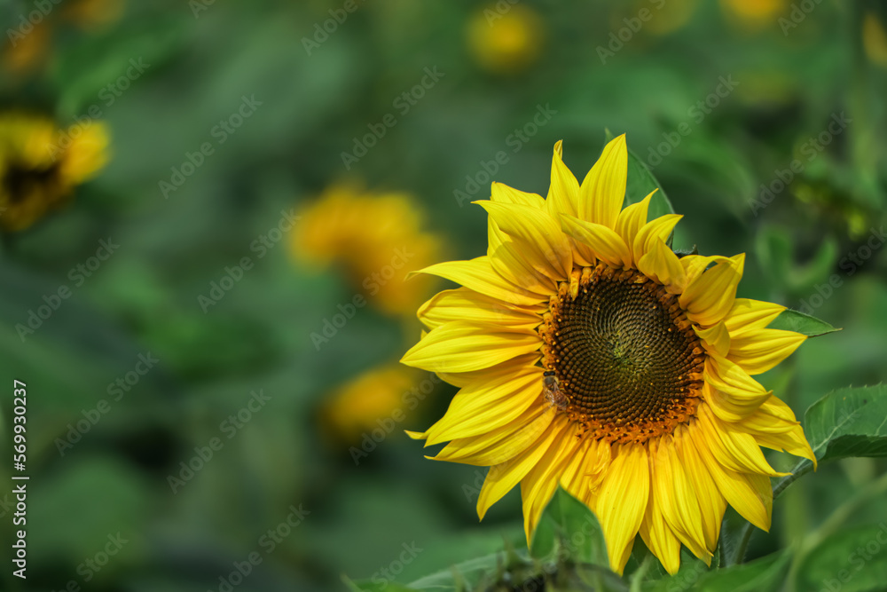sunflower in a field of sunflowers with green background sunflower in a field of sunflowers with green background