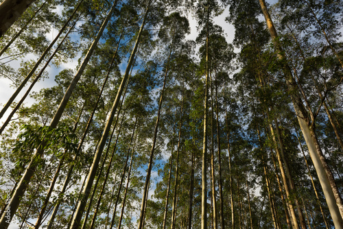 eucalyptus reforestation, with adult trees ready for use in industry and civil construction