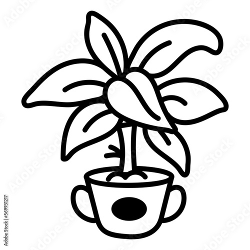 Aglaonema Plant