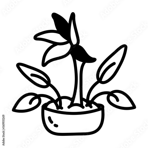Strelitzia 