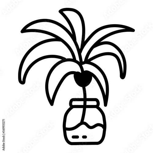 Yucca Plant