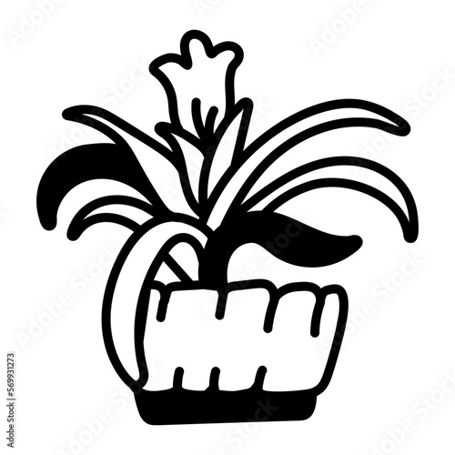 Bromeliad 