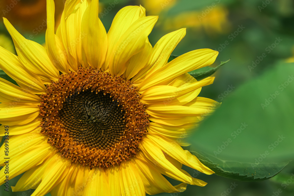 Obraz premium portrait of a sunflower in the field