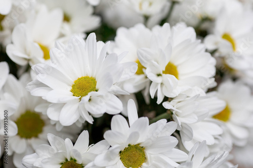 Banner. White chrysanthemum flower with shadows. Light close-up. The texture of the plant. Floral background.