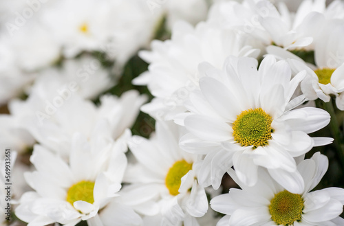 Banner. White chrysanthemum flower with shadows. Light close-up. The texture of the plant. Floral background.