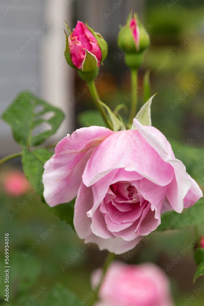 Vertical close-up photo of a pink rose with bright buds in the garden, summer sunny day.