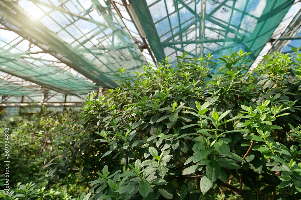 Sun shines on plants in greenhouse. Breeding new plant varieties Sun shines on plants in greenhouse. Breeding new plant varieties