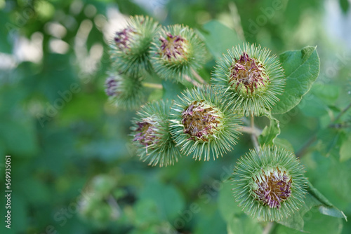 Arctium lappa, commonly called greater burdock,beggars button,thorny burr photo