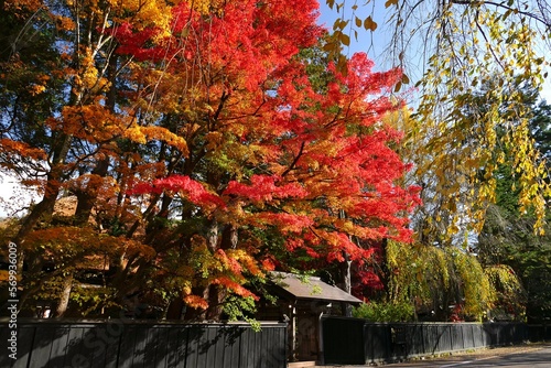 《角館の紅葉》秋