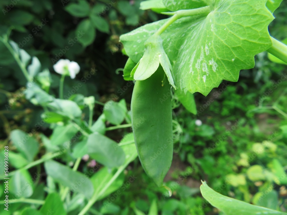 Obraz premium Snow pea growing in the garden