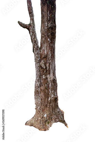 Tree trunk isolated on white background. Atlantic forest, tropical tree.