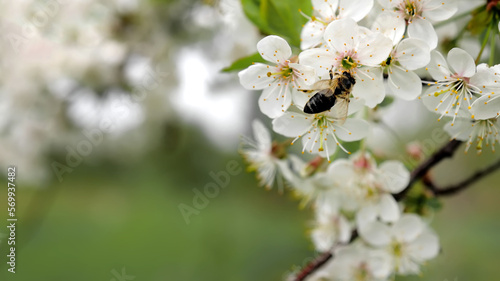 Honey bee is pollinating flower of the blossoming spring tree. Macro