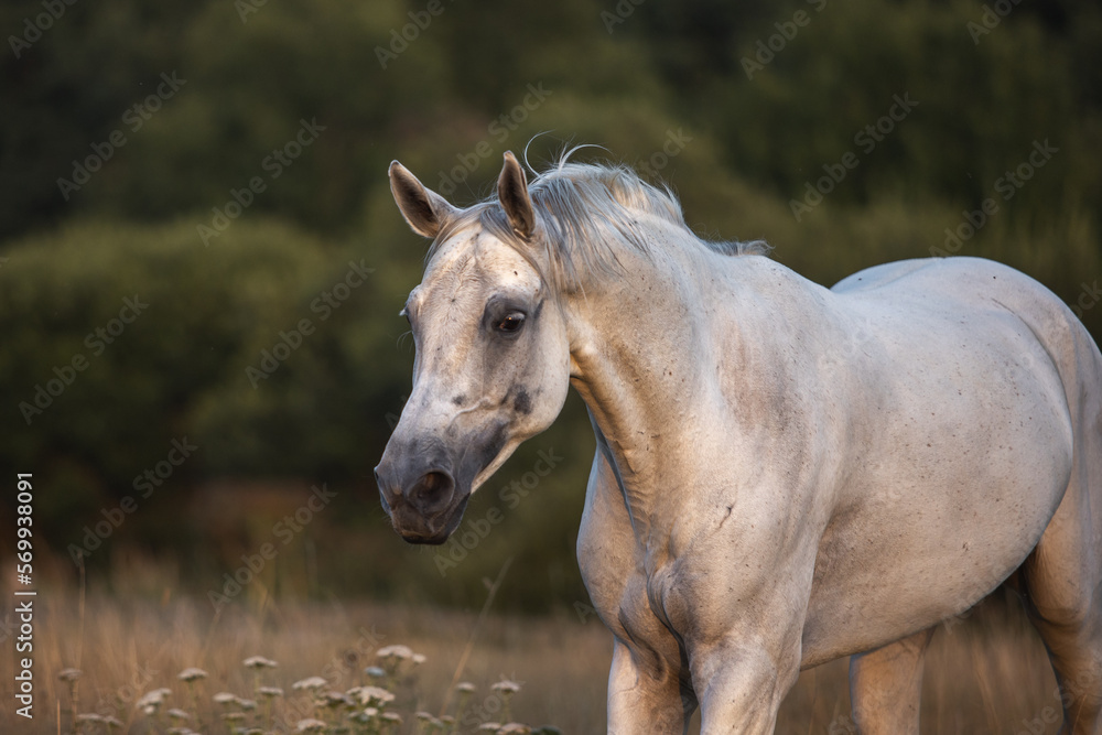 Beautiful bay horse rearing up in spring green field