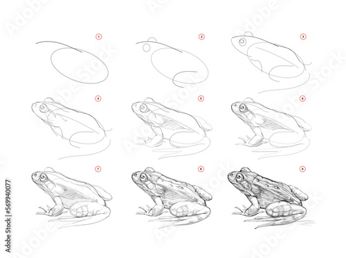 Page shows how to learn to draw sketch of realistic frog. Pencil drawing lessons. Educational page for artists. Textbook for developing artistic skills. Online education. Vector illustration. photo