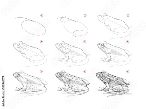 Page shows how to learn to draw sketch of realistic frog. Pencil drawing lessons. Educational page for artists. Textbook for developing artistic skills. Online education. Vector illustration.
