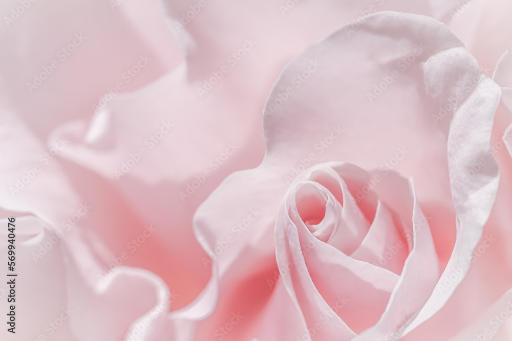Pale pink white rose flower. Macro flowers background for holiday design Pale pink white rose flower. Macro flowers background for holiday design