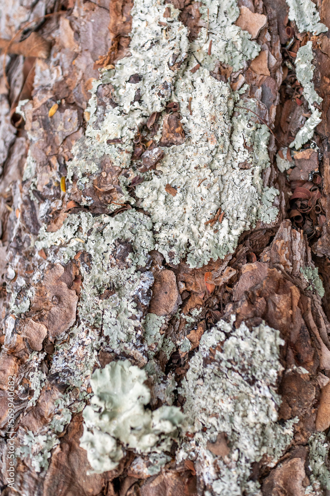 Brown tree bark texture filling the frame. Tree bark background. Forest trunk pattern. Brown tree bark texture filling the frame. Tree bark background. Forest trunk pattern.
