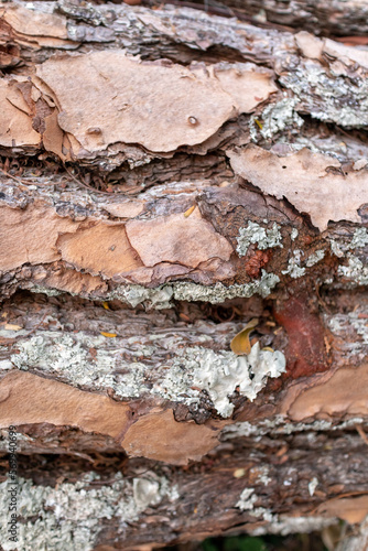 Brown tree bark texture filling the frame. Tree bark background. Forest trunk pattern.