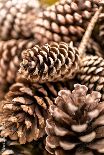 Pile of dry seedless pine cones and some open ones.
